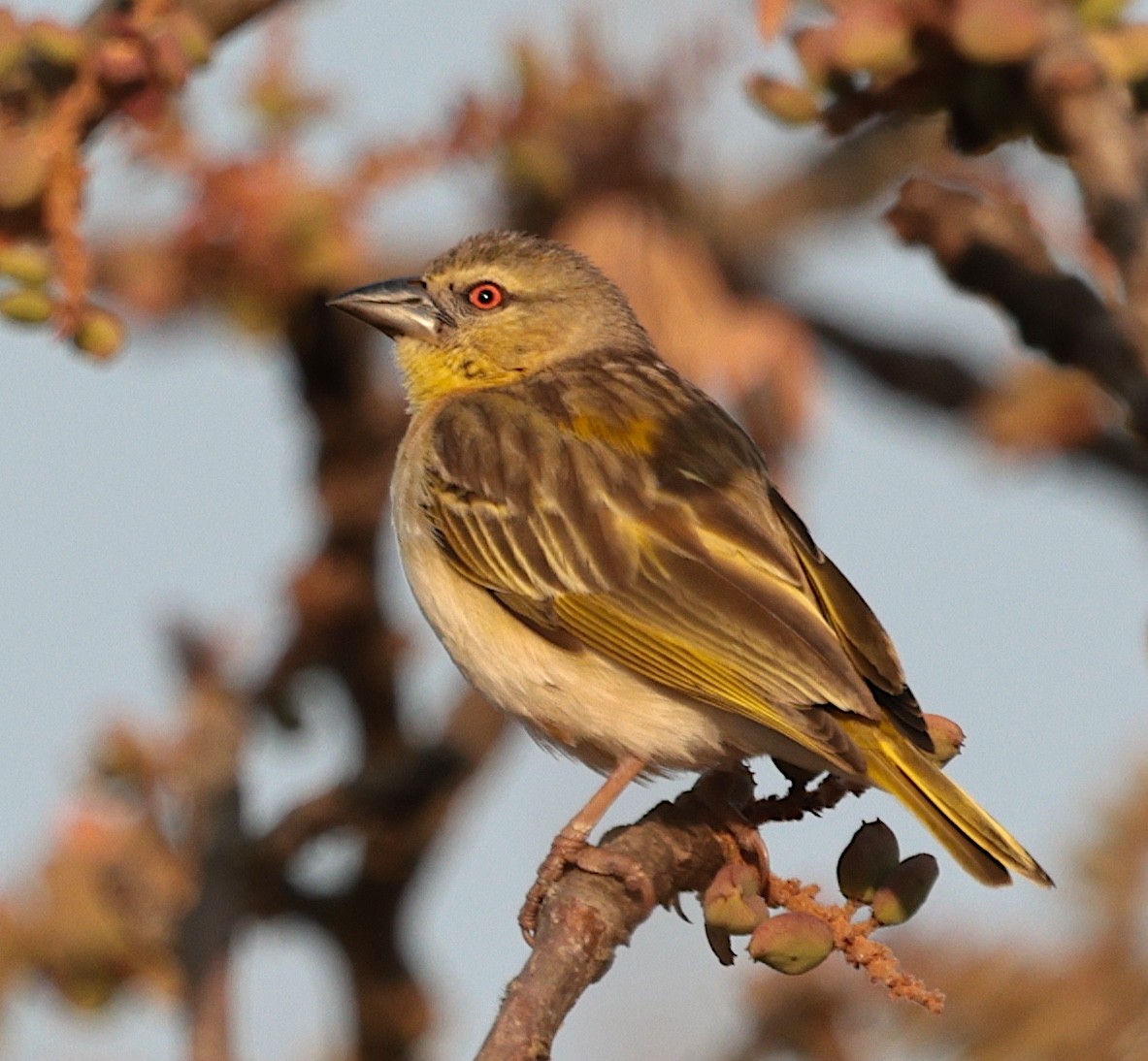 Tisserin à dos d'or - ML644136966