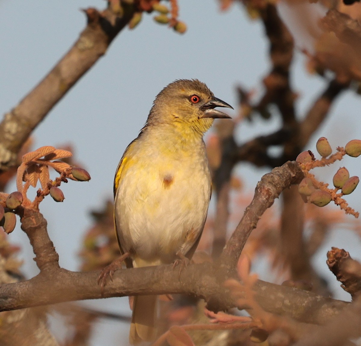 Tisserin à dos d'or - ML644136967