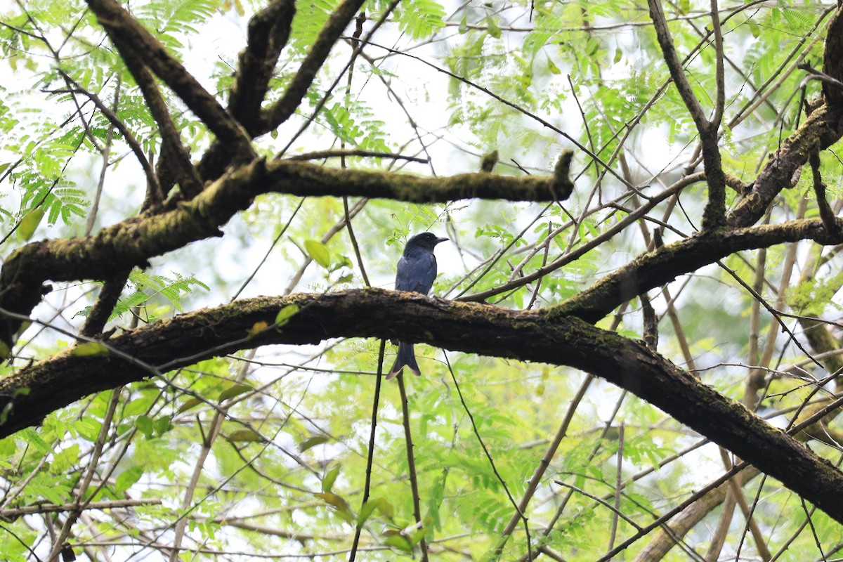 Ak Karınlı Drongo - ML644136975