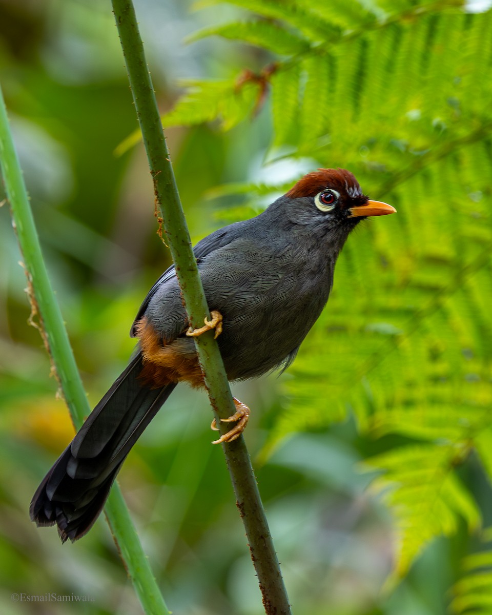 Chestnut-capped Laughingthrush - ML644136979