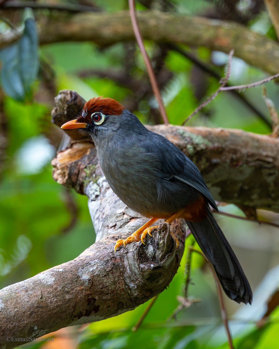 Chestnut-capped Laughingthrush - ML644136980