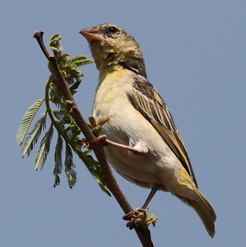 Tisserin à dos d'or - ML644136983