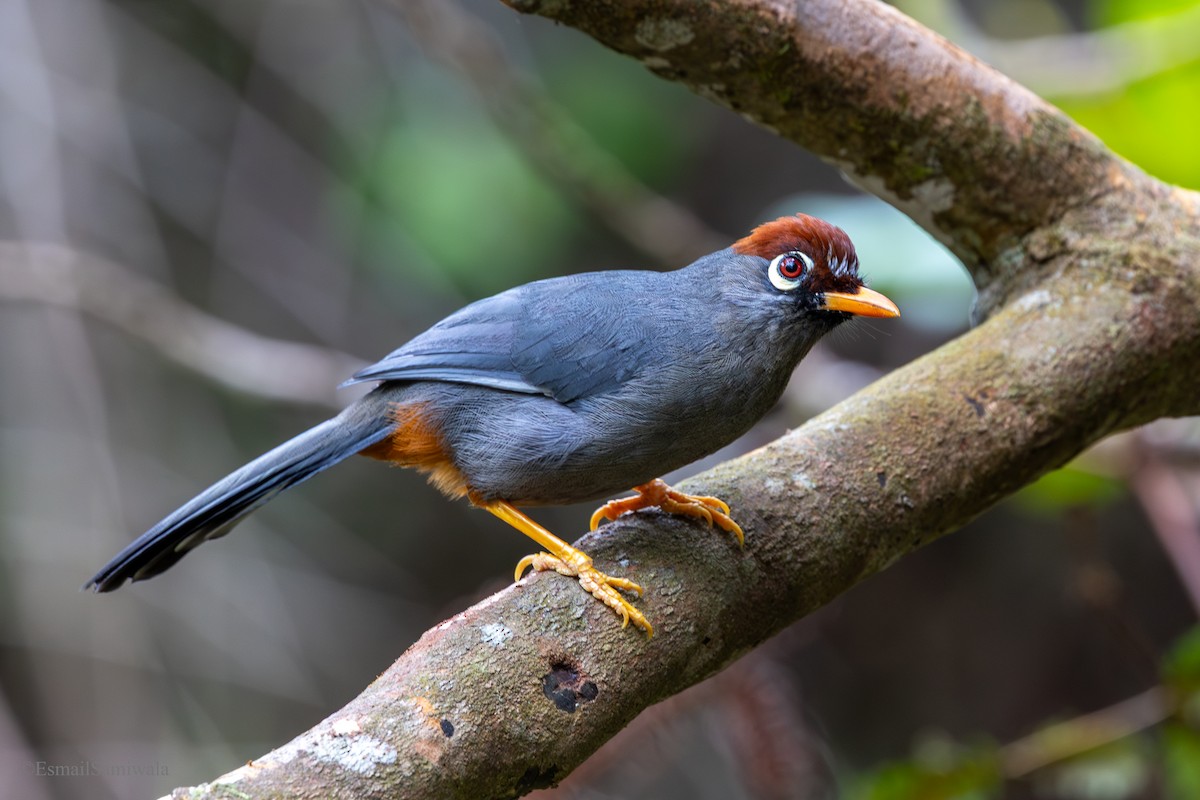 Chestnut-capped Laughingthrush - ML644136984