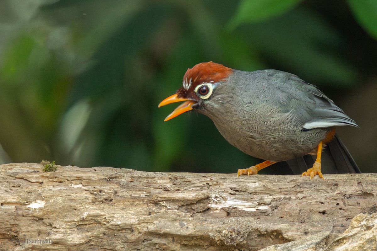 Chestnut-capped Laughingthrush - ML644136985