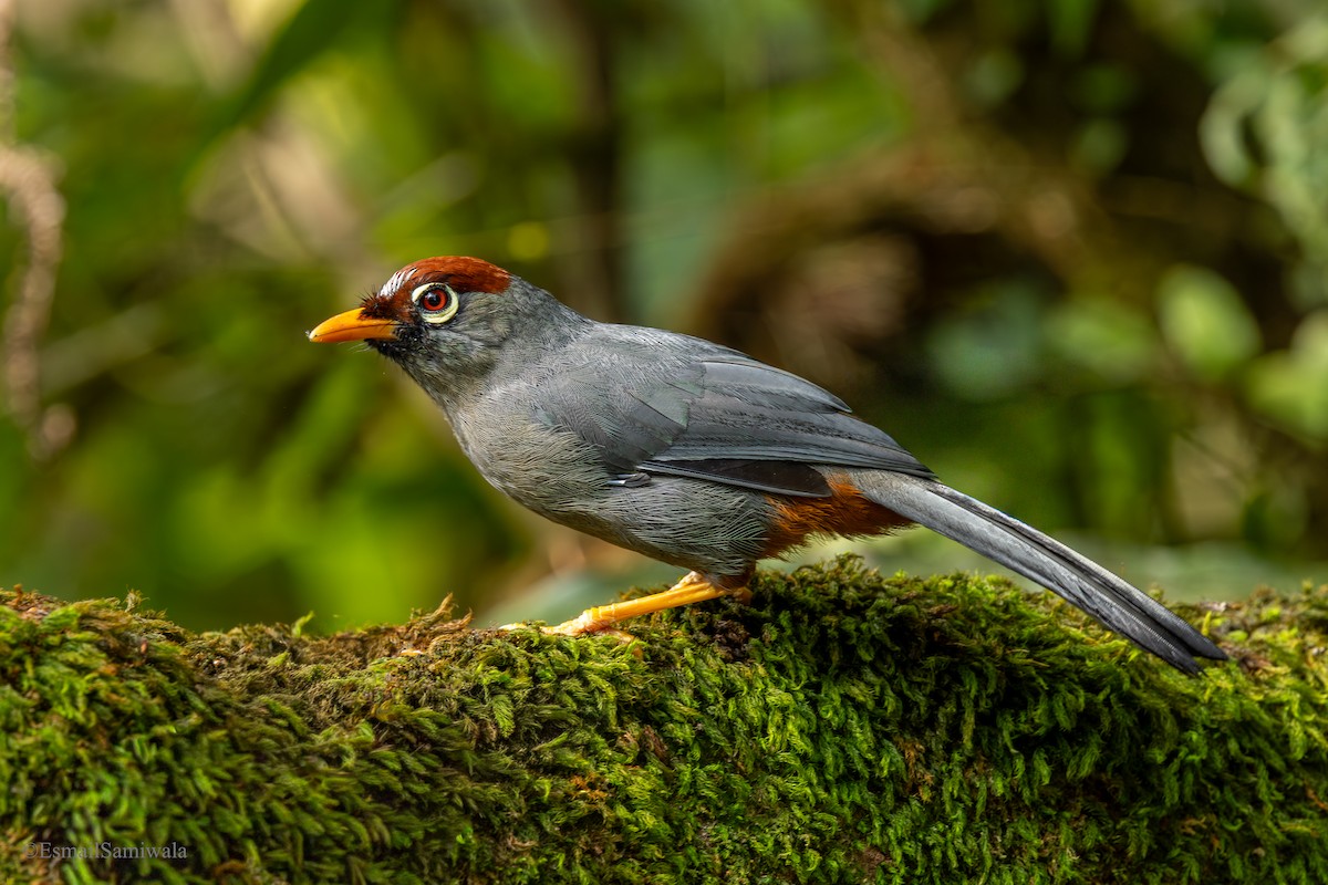 Chestnut-capped Laughingthrush - ML644136986