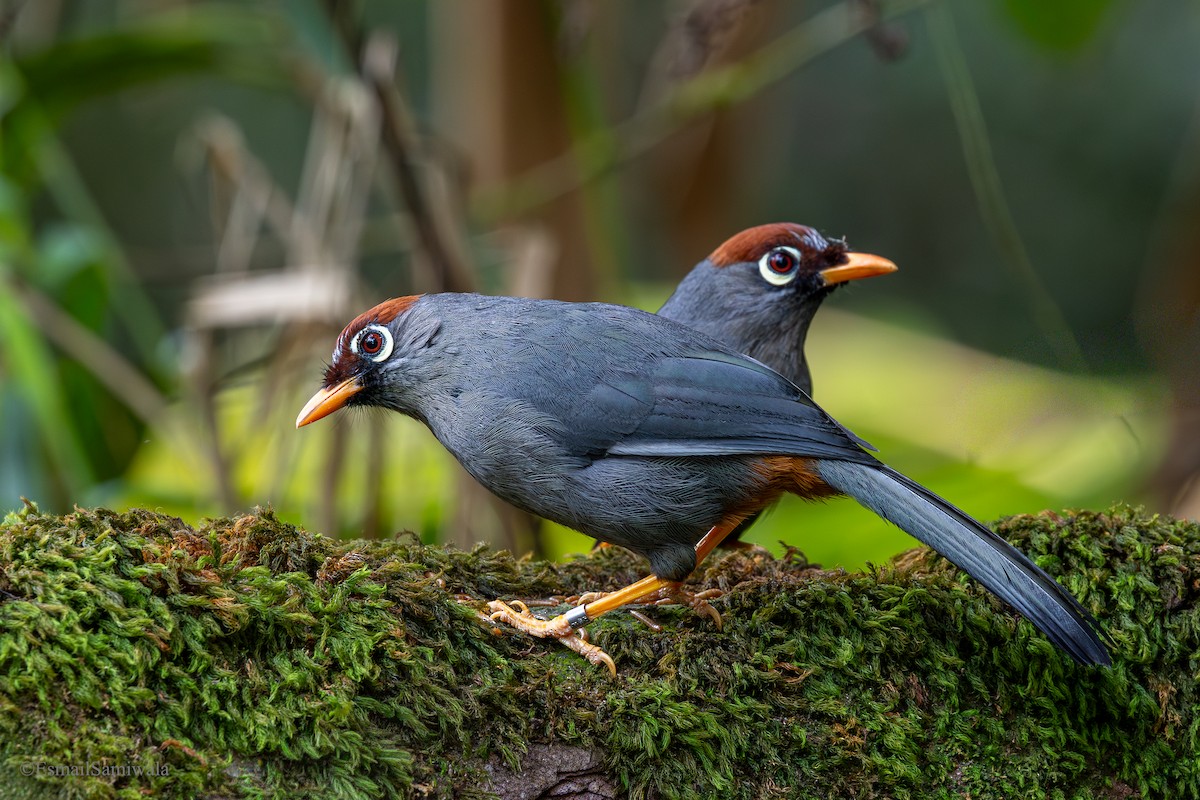 Chestnut-capped Laughingthrush - ML644136987