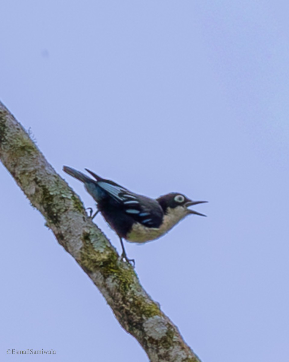 Blue Nuthatch - ML644136997