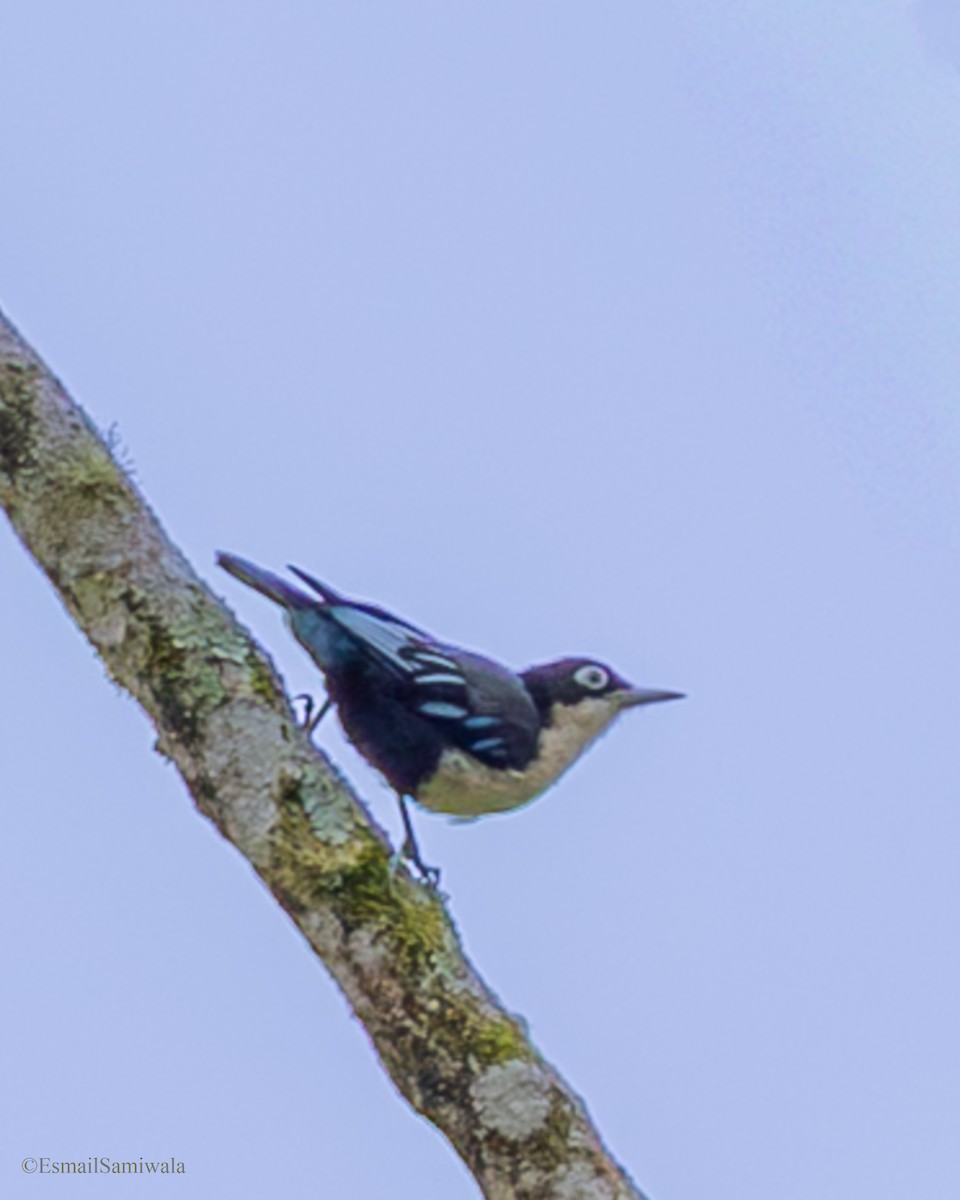 Blue Nuthatch - ML644136998