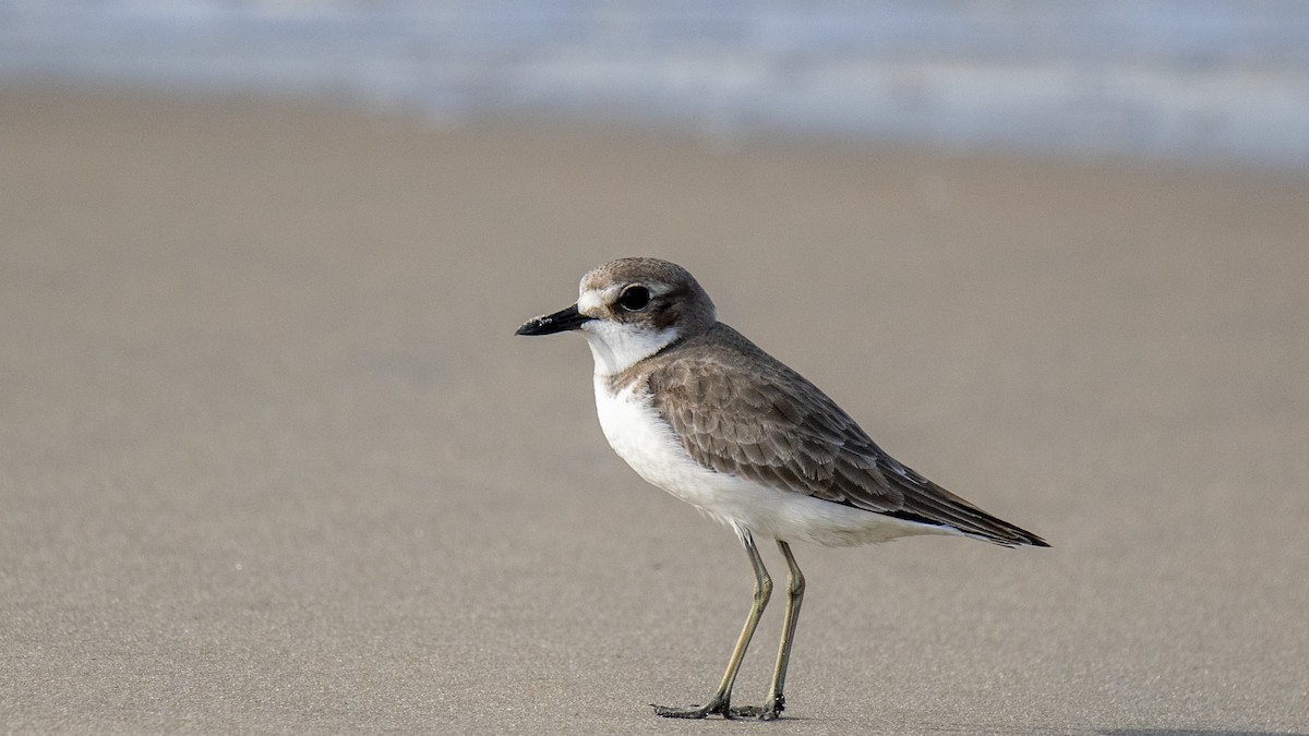 Greater Sand-Plover - ML644137002