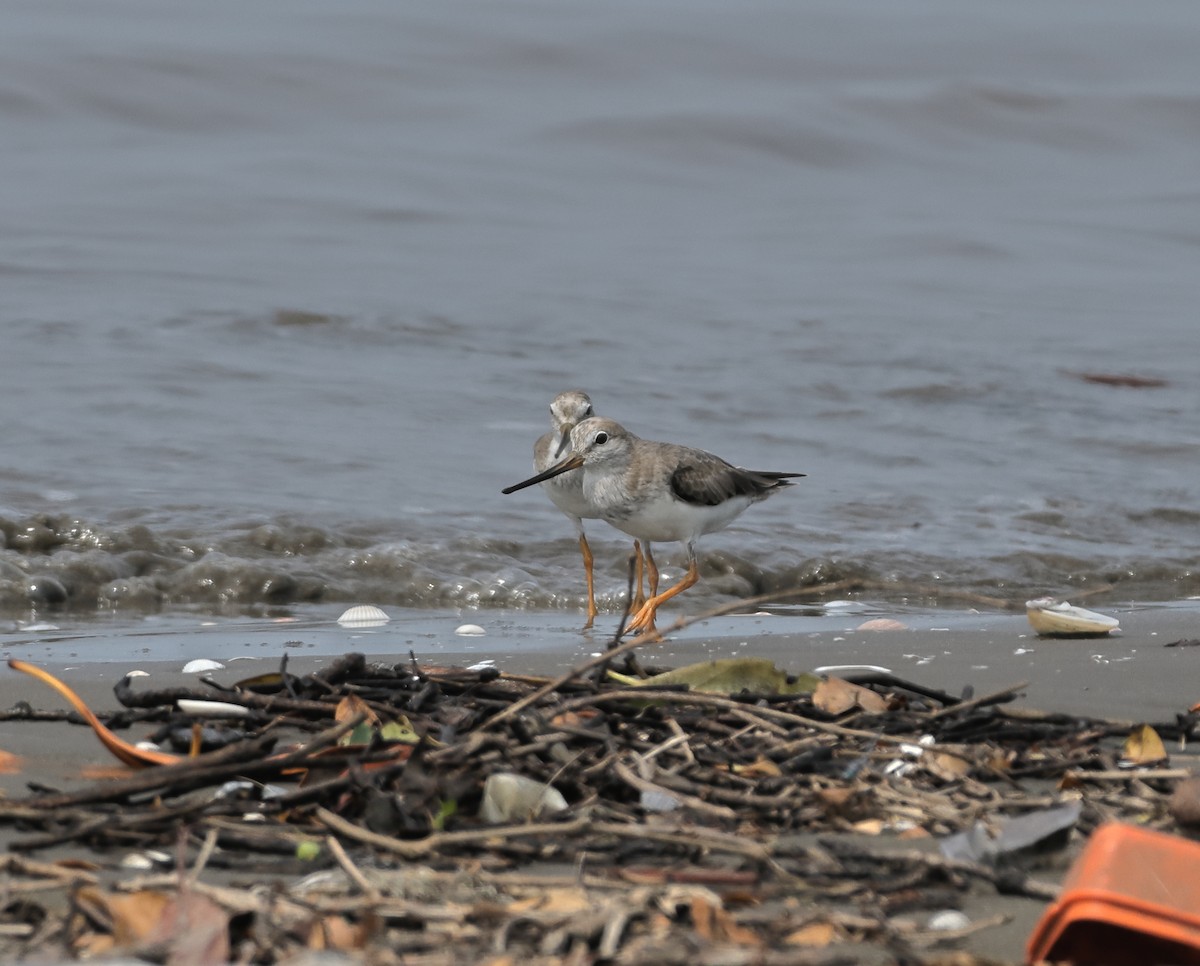Terek Sandpiper - ML644137006