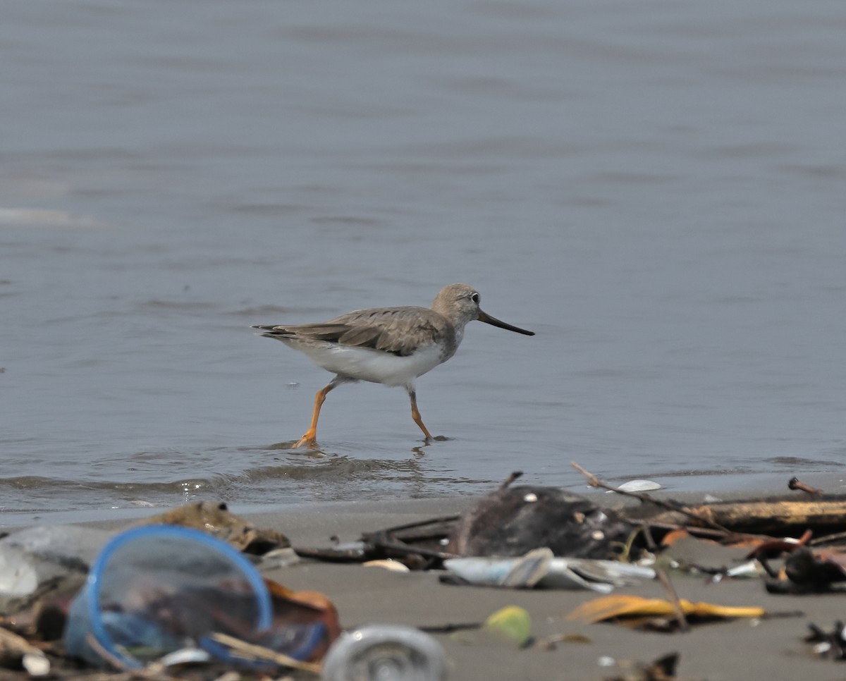 Terek Sandpiper - ML644137007