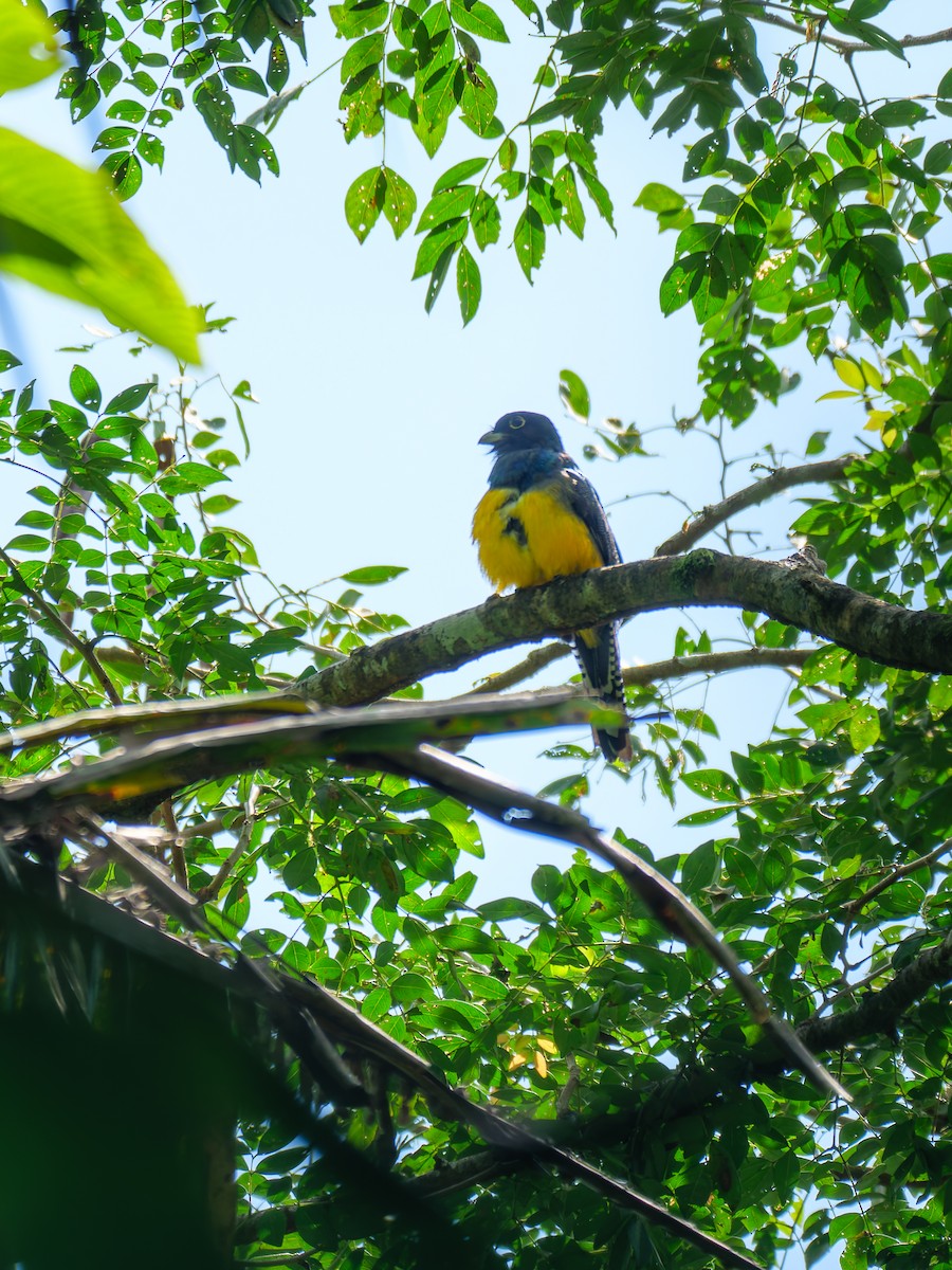 Mor Trogon - ML644137010