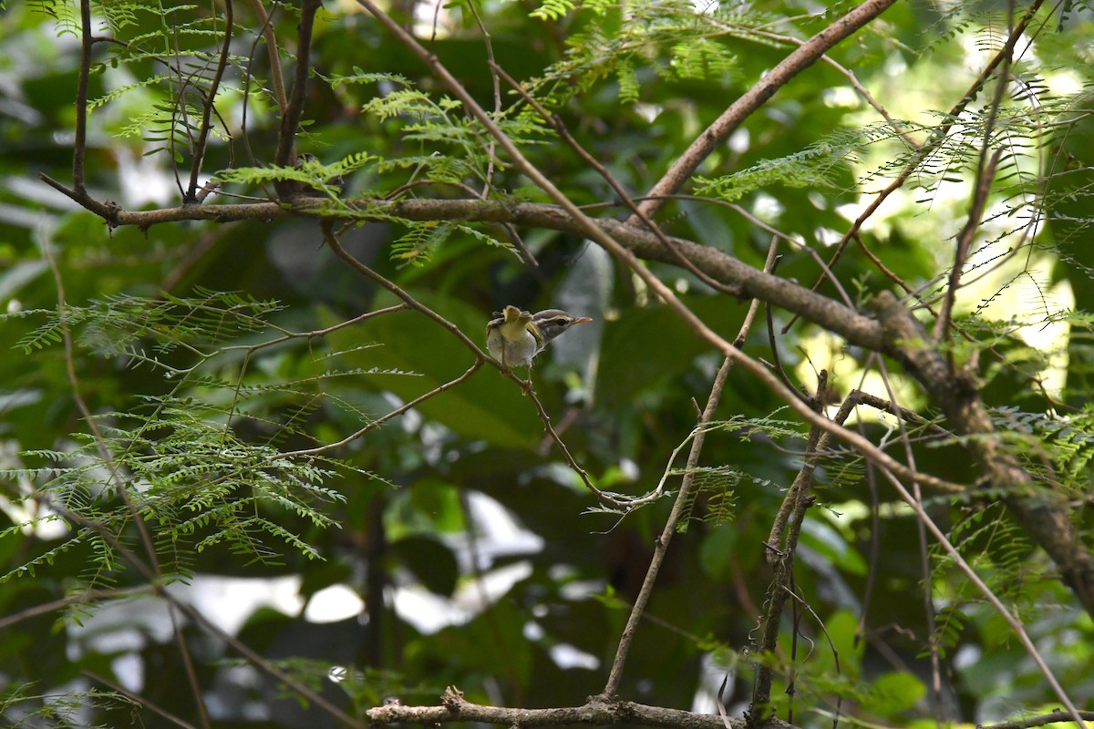 budníček korunkatý - ML644137024