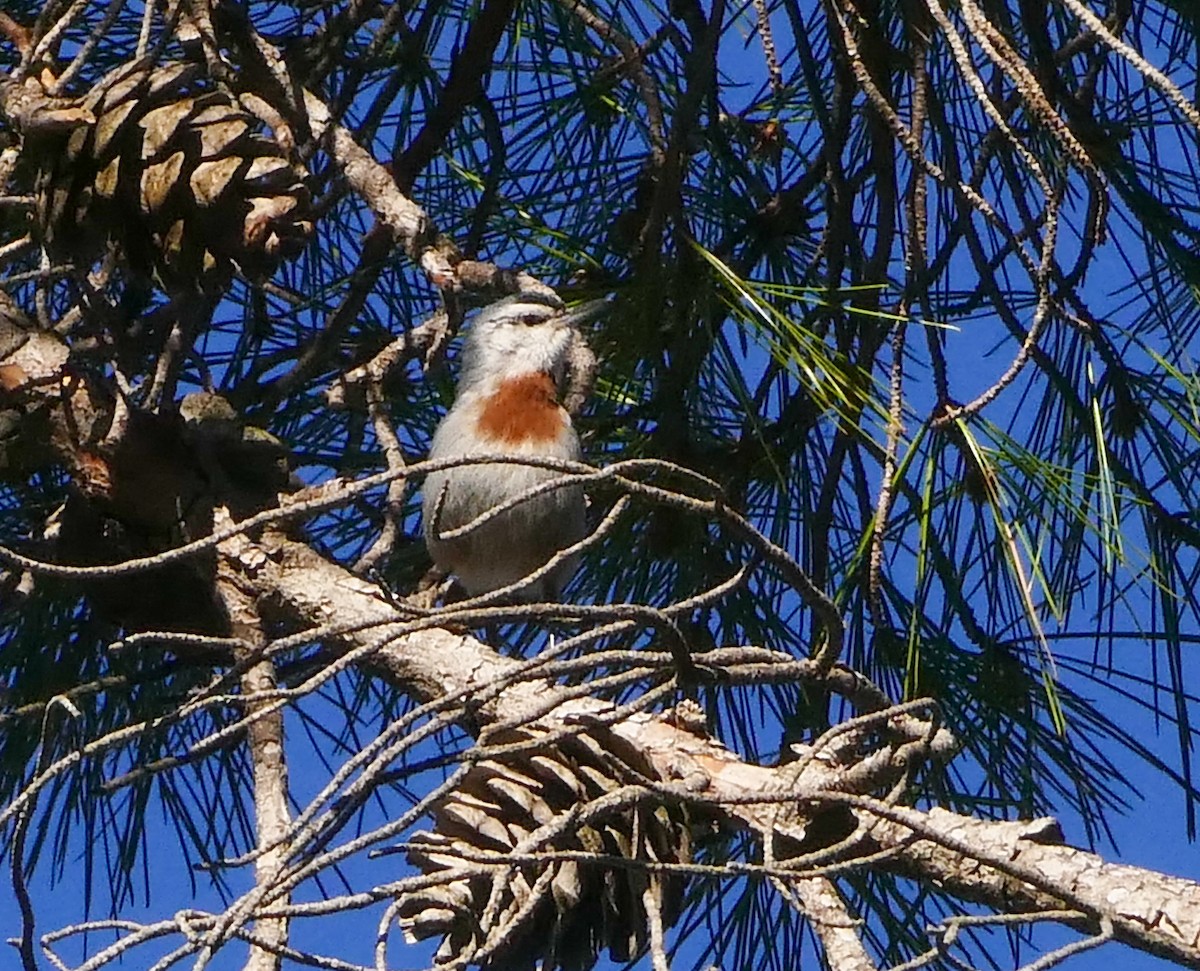 Türkenkleiber - ML644137028