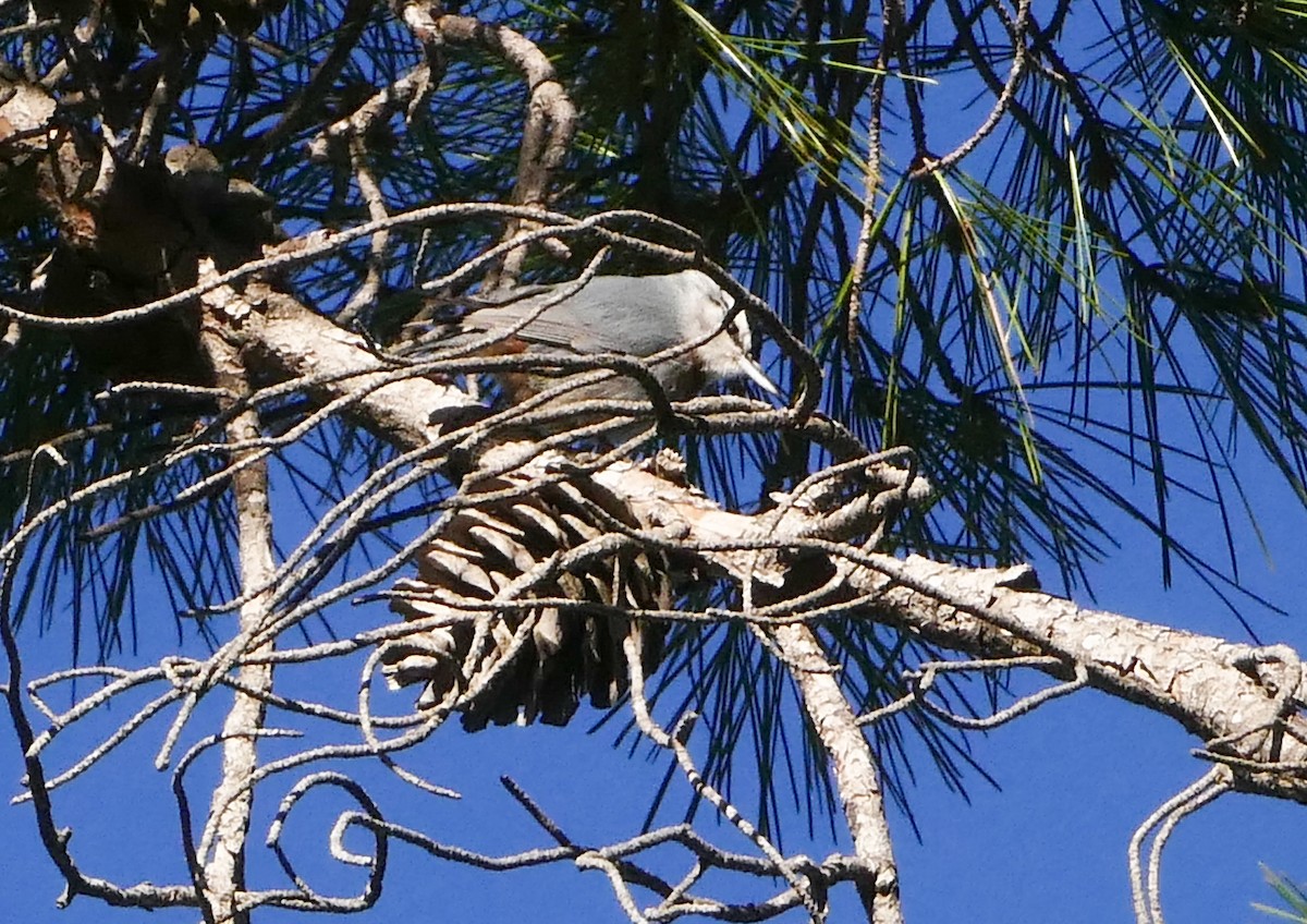 Türkenkleiber - ML644137029