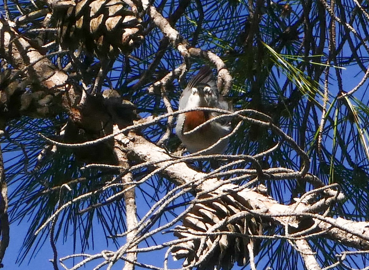 Türkenkleiber - ML644137030