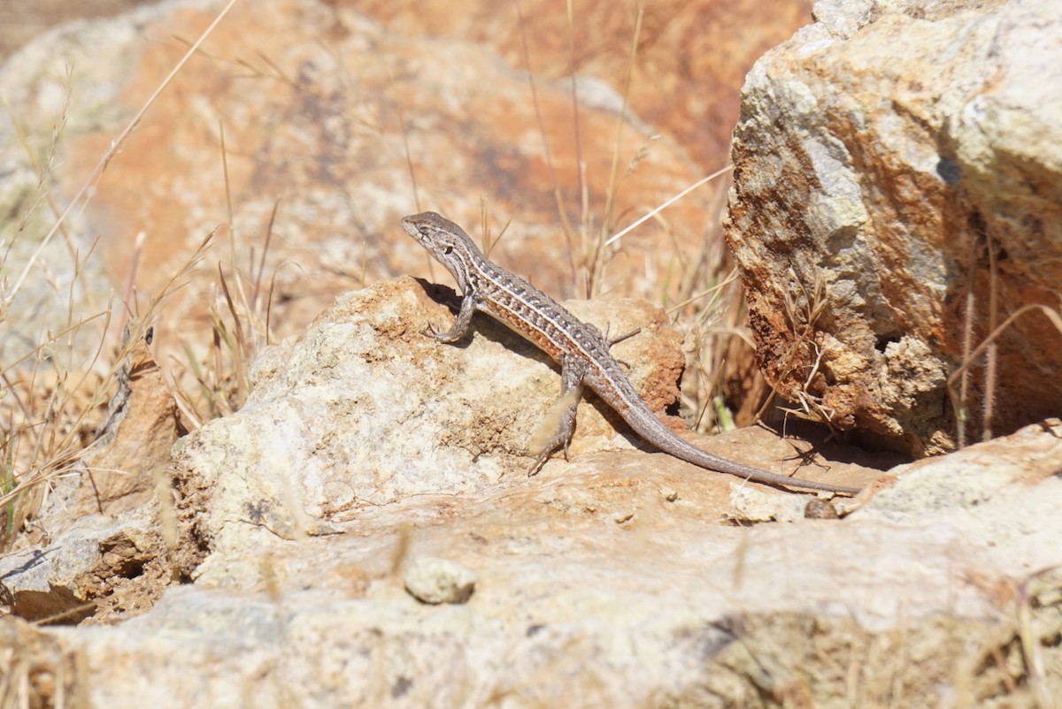 Animals - ML644137031