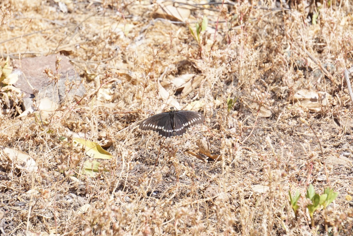 Animals - ML644137032