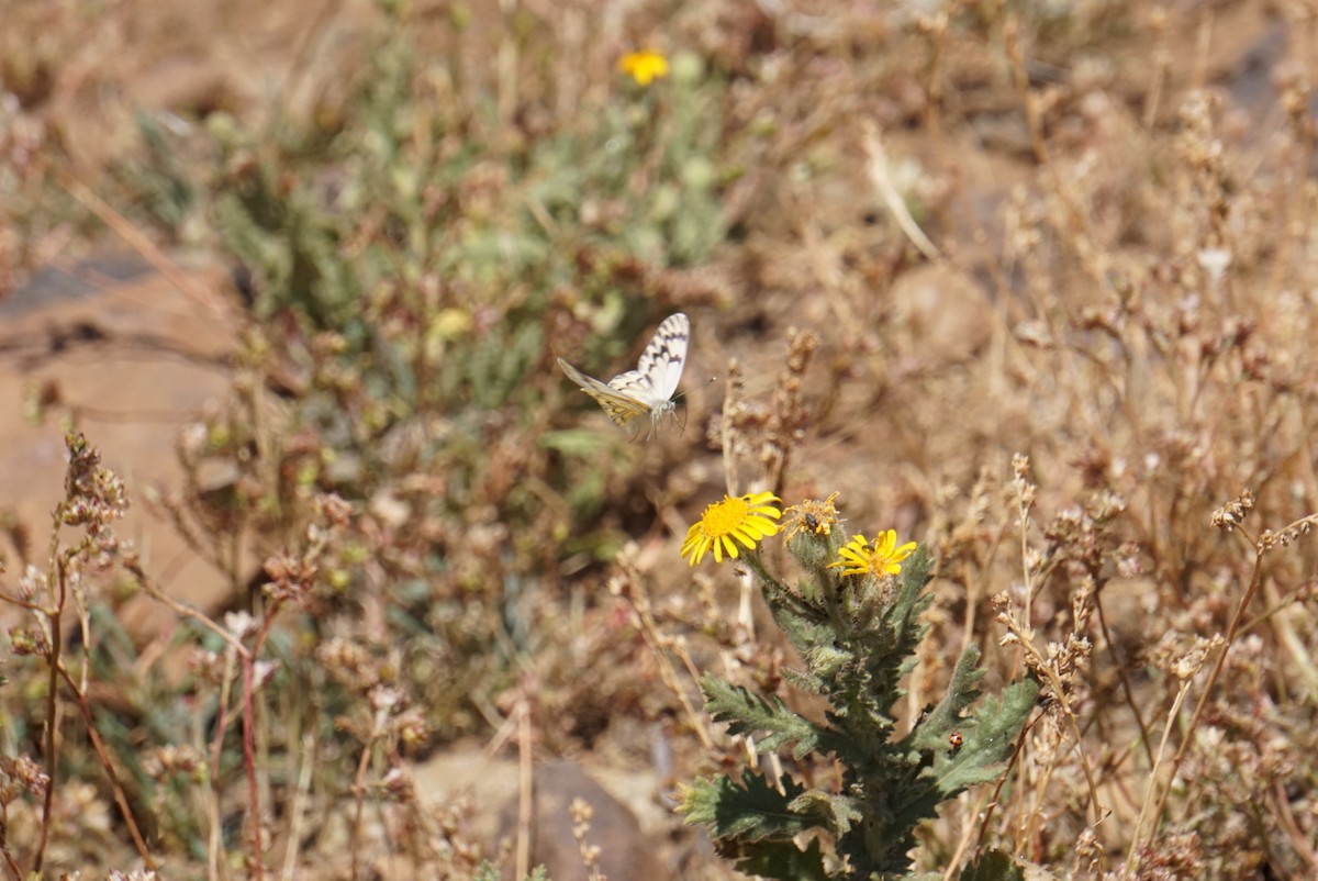 Animals - ML644137033