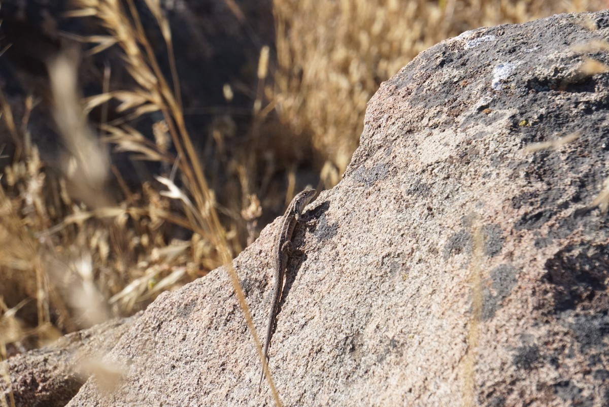 Animals - ML644137034