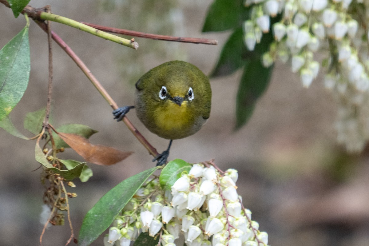 Warbling White-eye - ML644137039