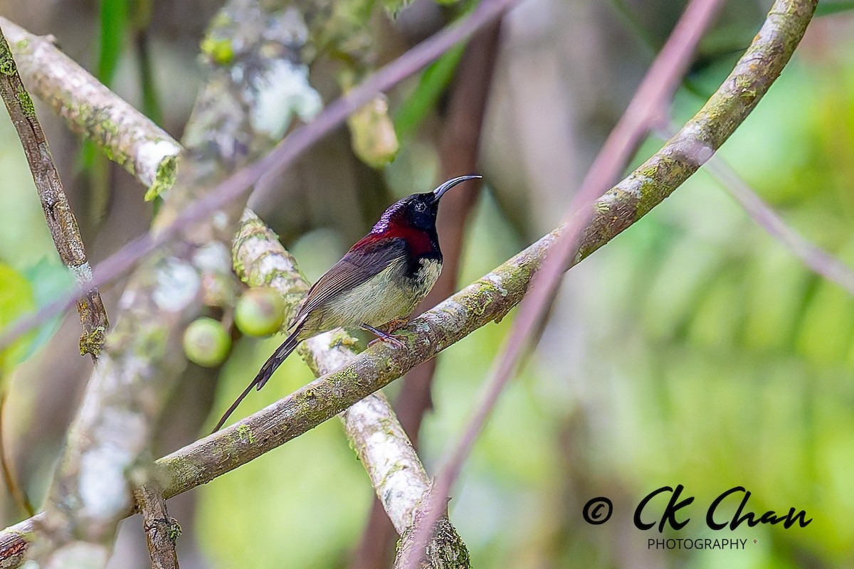 Kara Gerdanlı Nektarkuşu - ML644137042