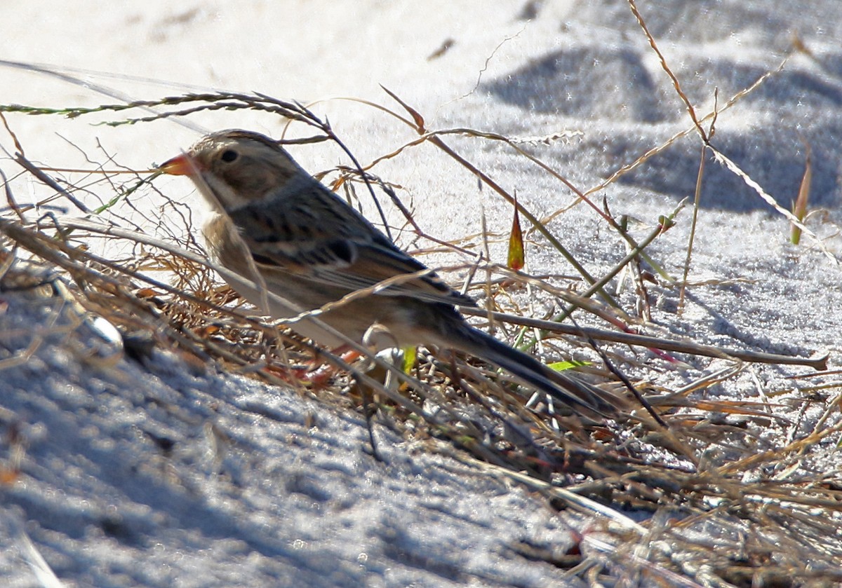 Бледная малая овсянка - ML644137045