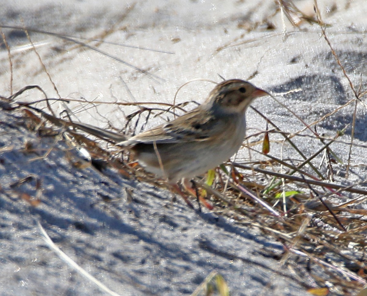 Бледная малая овсянка - ML644137049