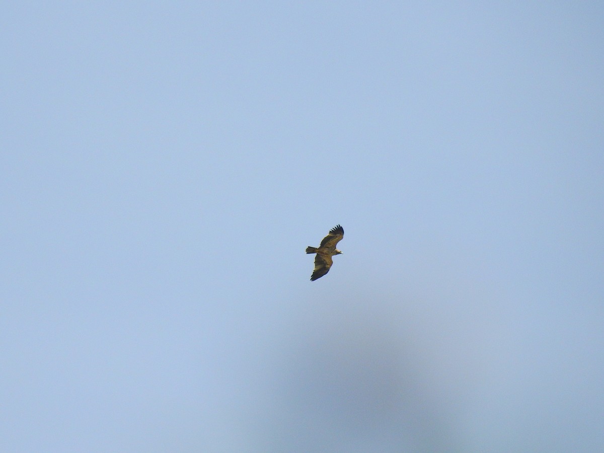 Aigle impérial - ML644137053