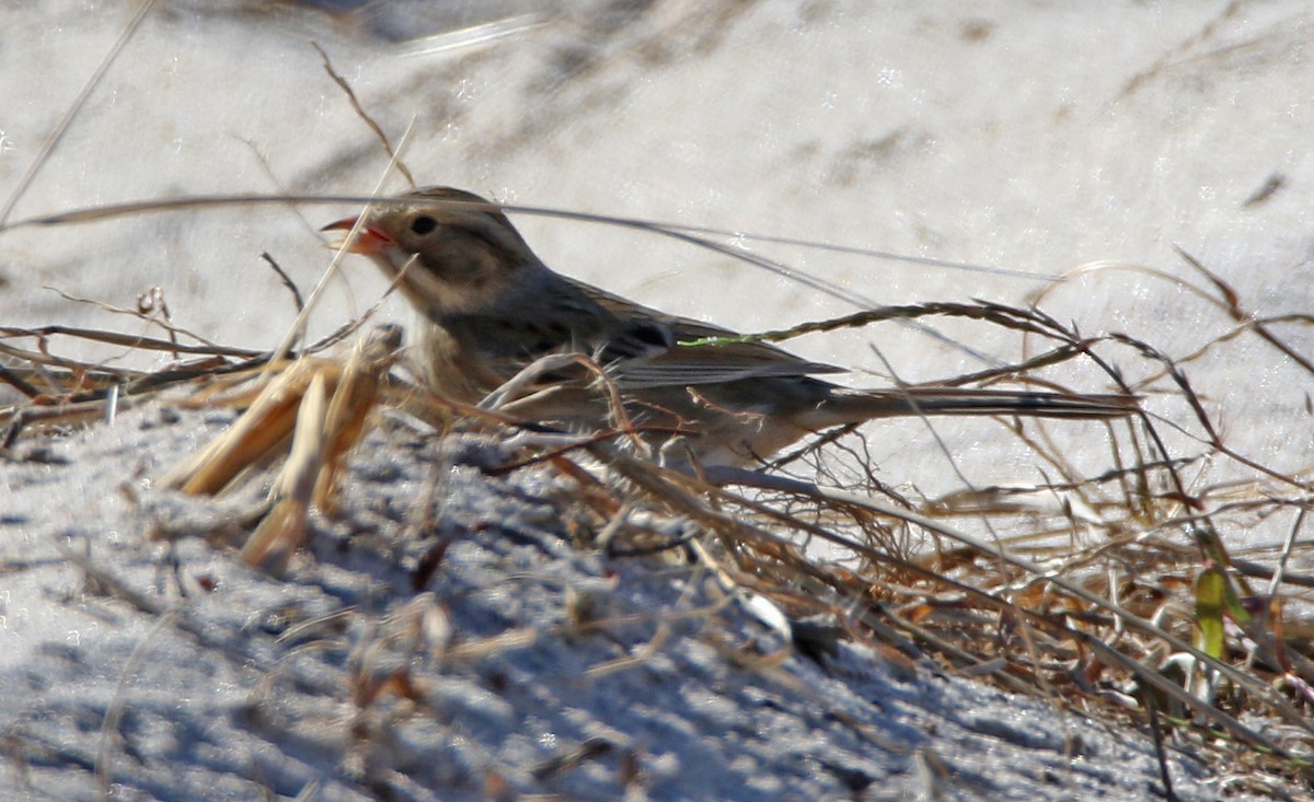 Бледная малая овсянка - ML644137054