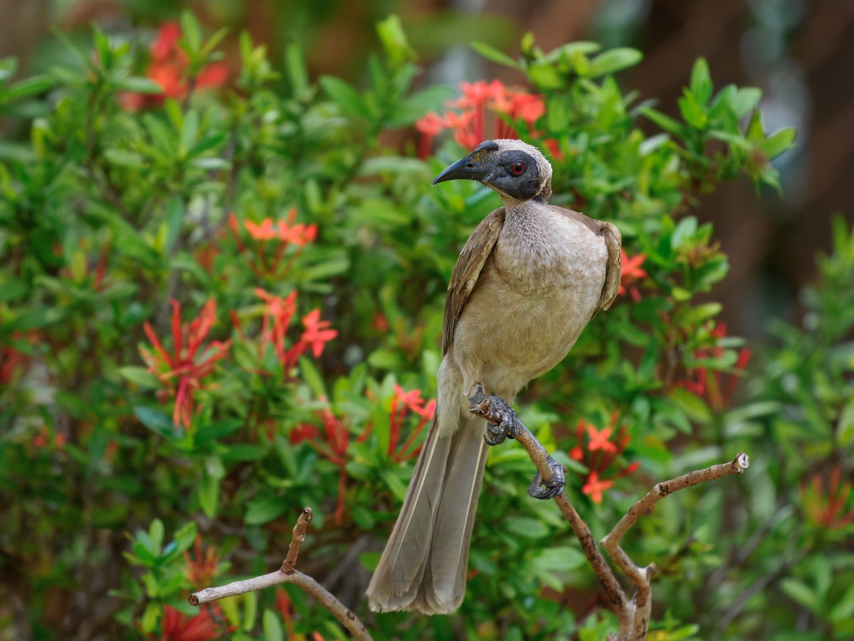 hjelmmunkefugl - ML644137055