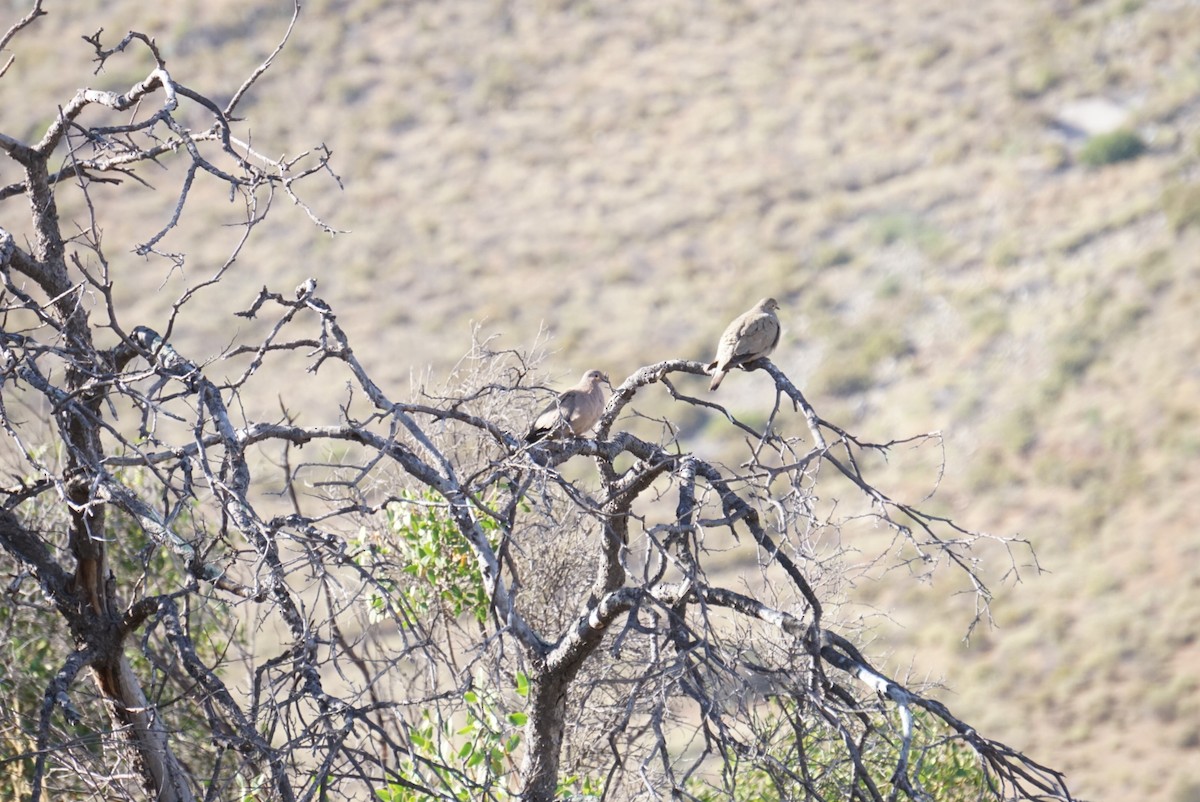 Black-winged Ground Dove - ML644137059