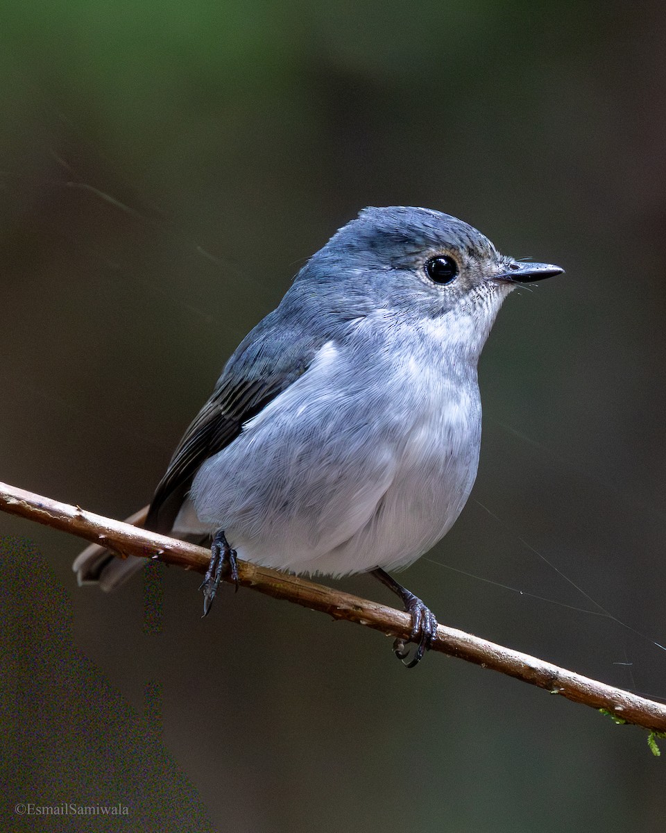 Little Pied Flycatcher - ML644137061