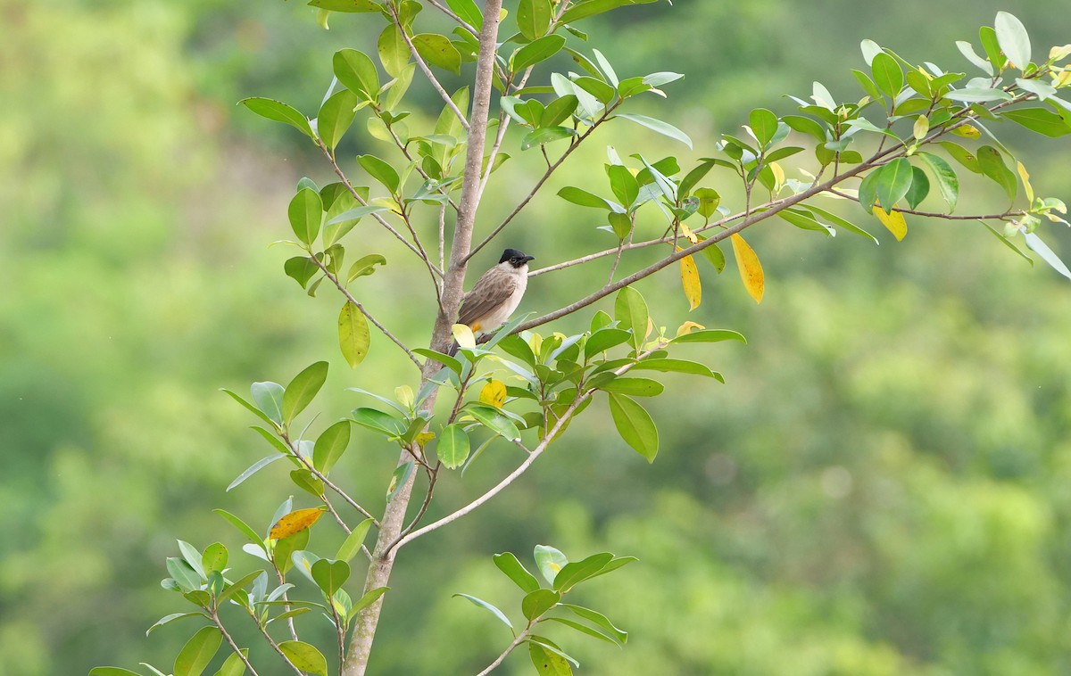 Sooty-headed Bulbul - ML644137064