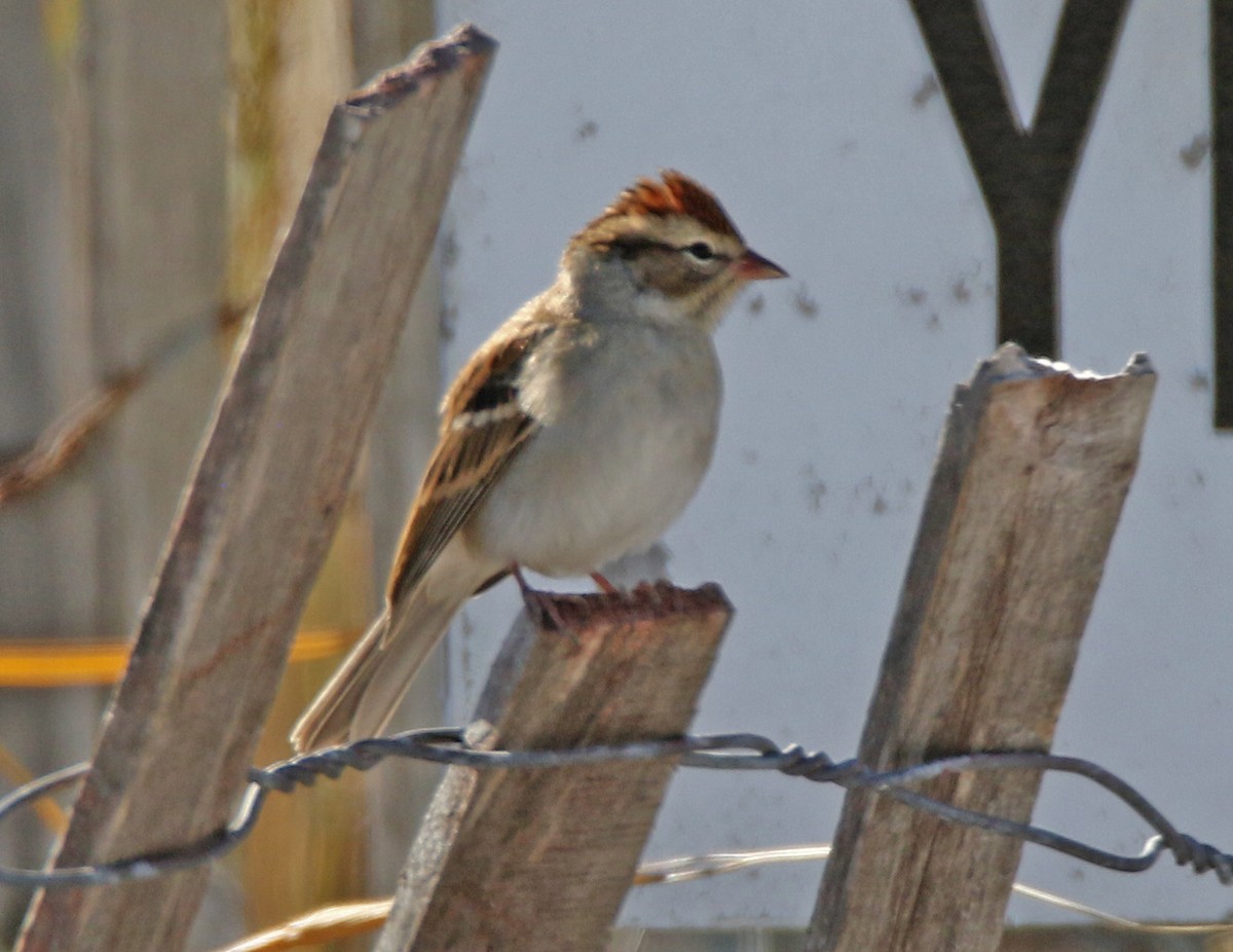 Малая воробьиная овсянка - ML644137070