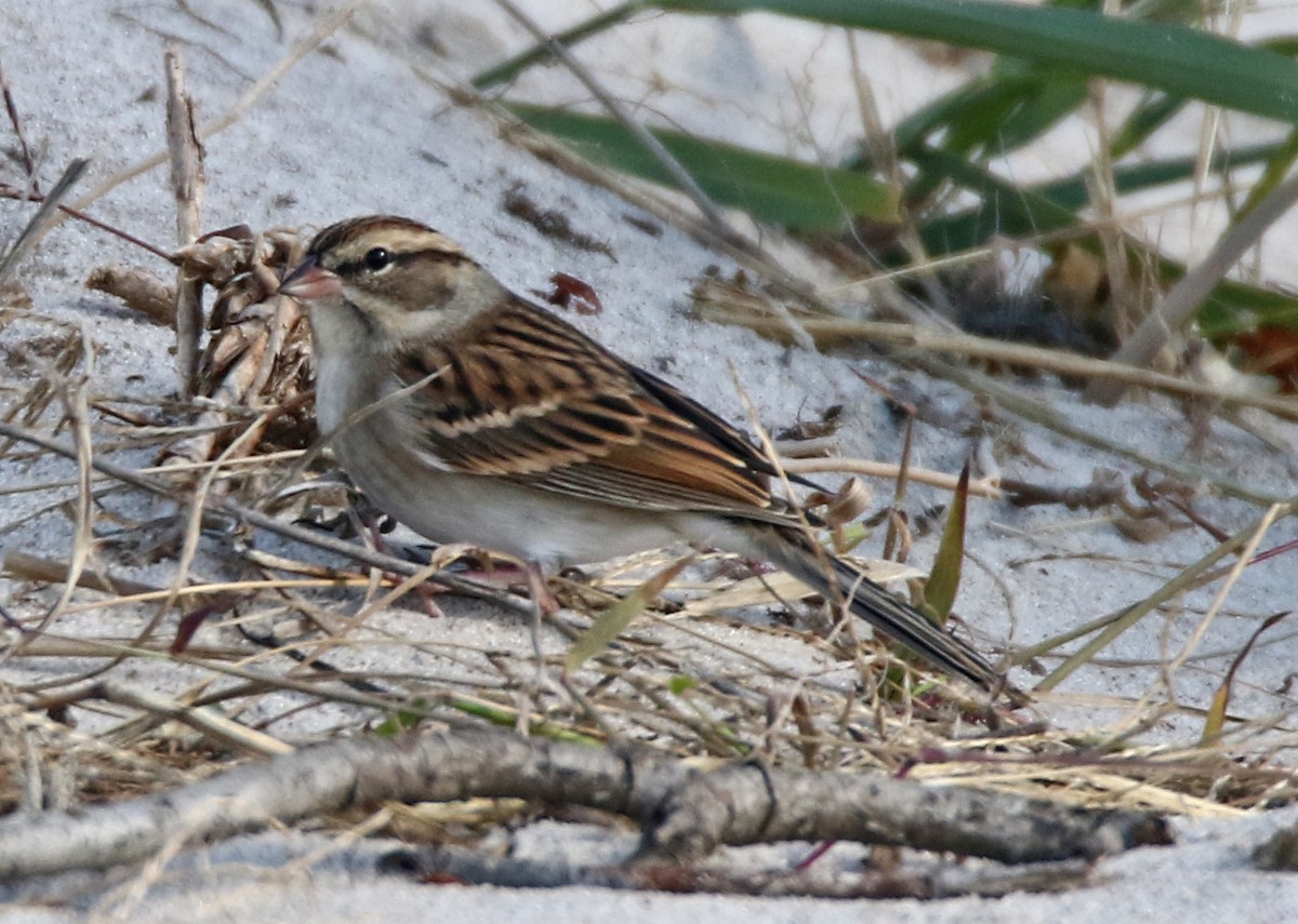 Малая воробьиная овсянка - ML644137071
