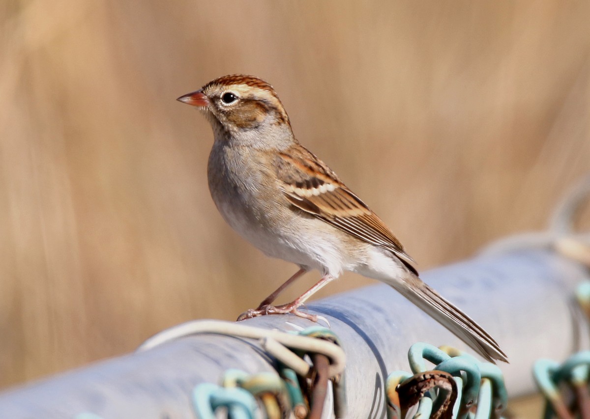 Малая воробьиная овсянка - ML644137072