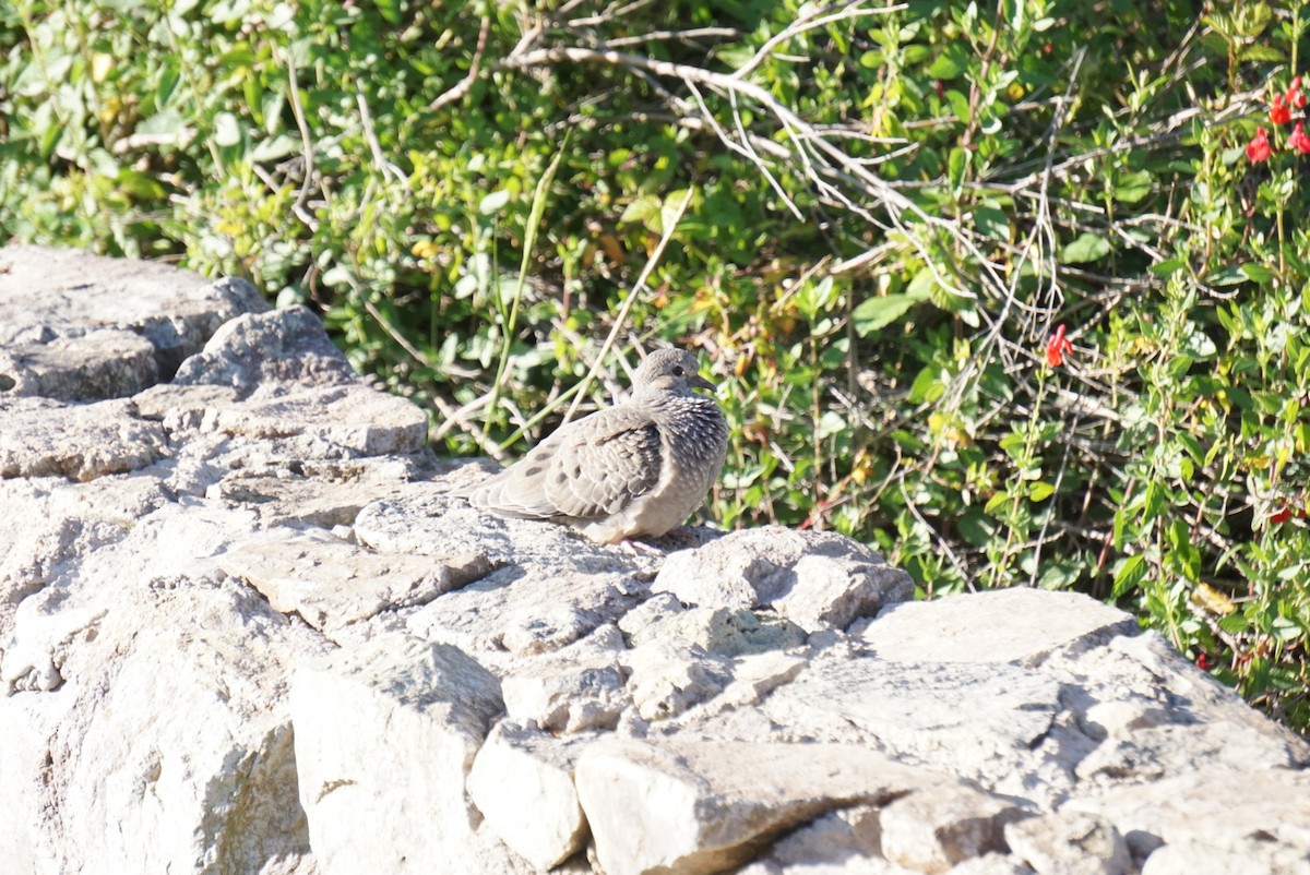 Eared Dove - ML644137075
