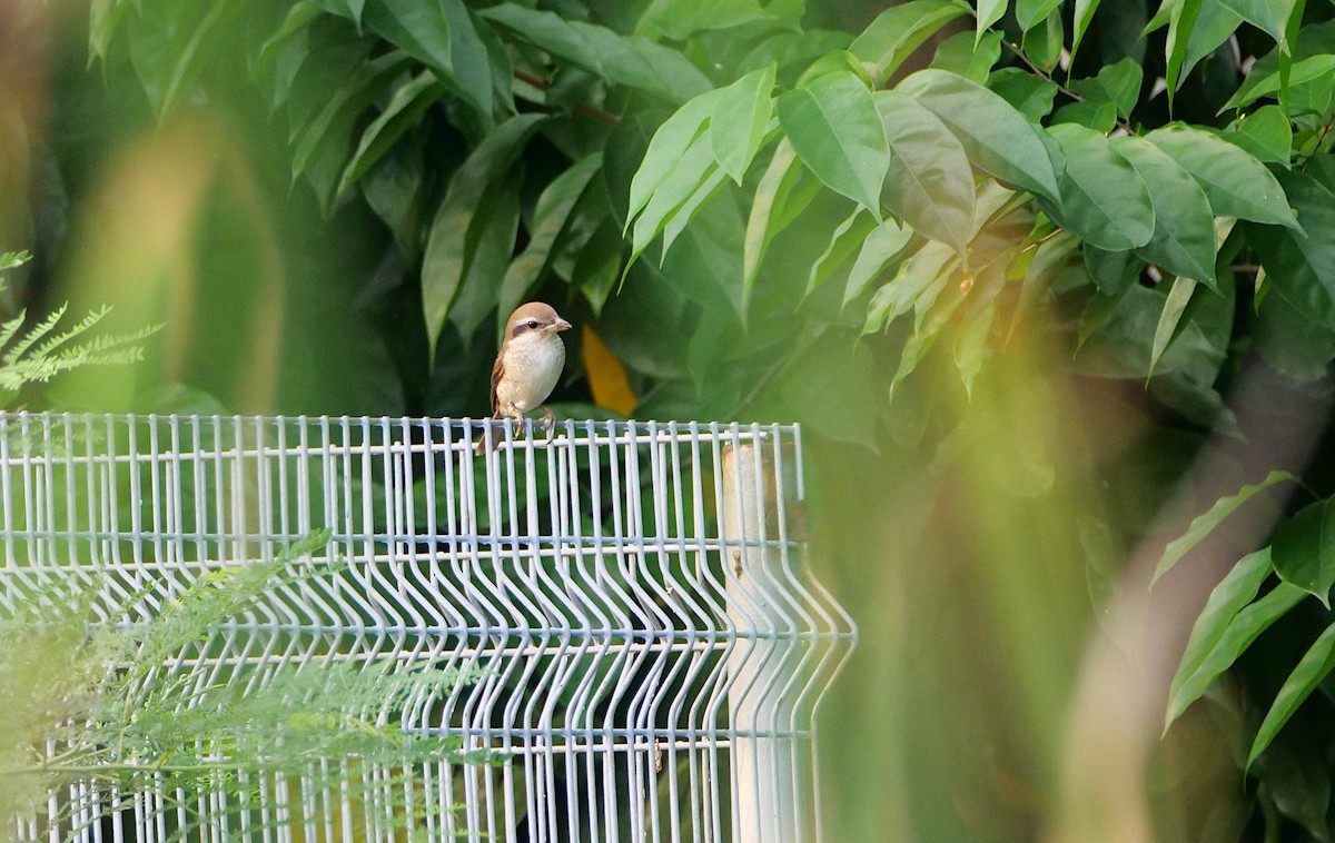 Ухаа дунхай - ML644137076