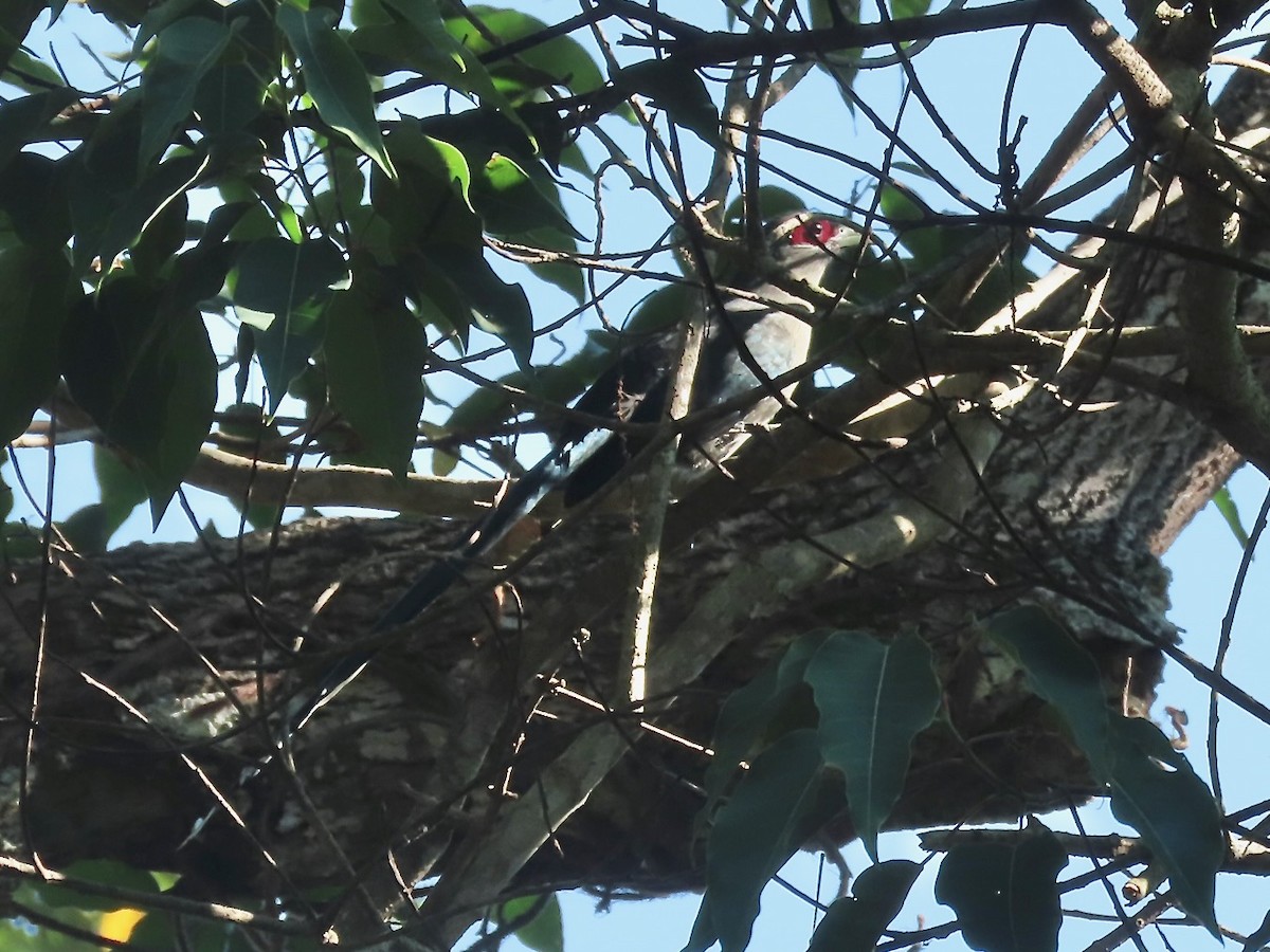 Green-billed Malkoha - ML644137077