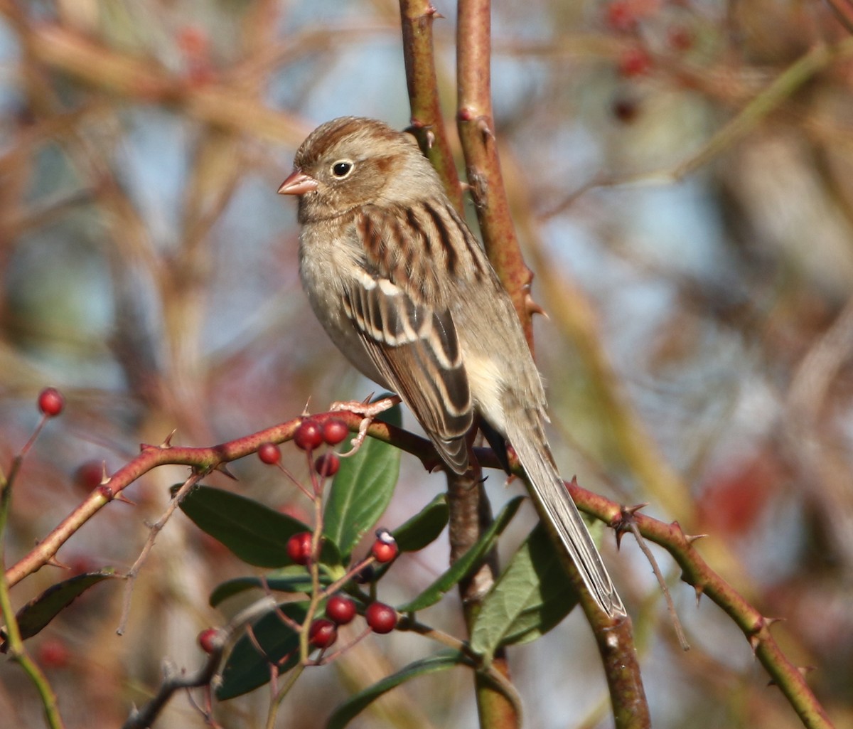Полевая малая овсянка - ML644137084
