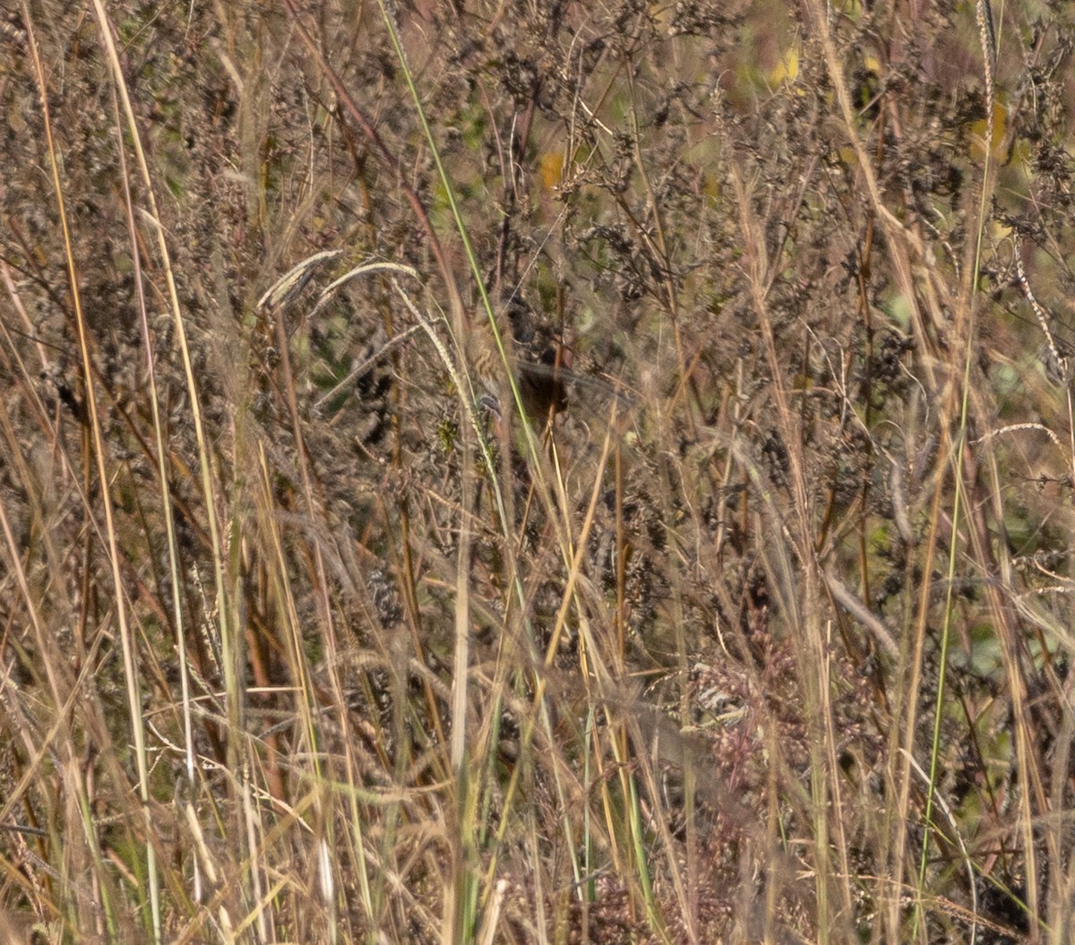 Lincoln's Sparrow - ML644137090