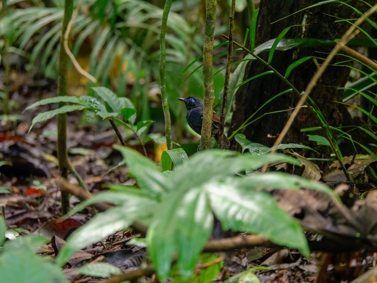 Chestnut-backed Antbird - ML644137091