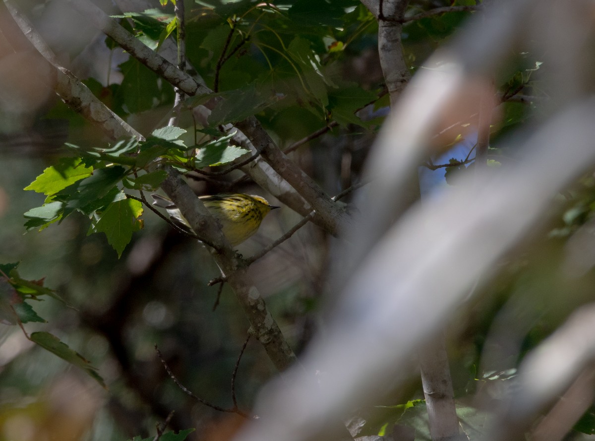 Cape May Warbler - ML644137093