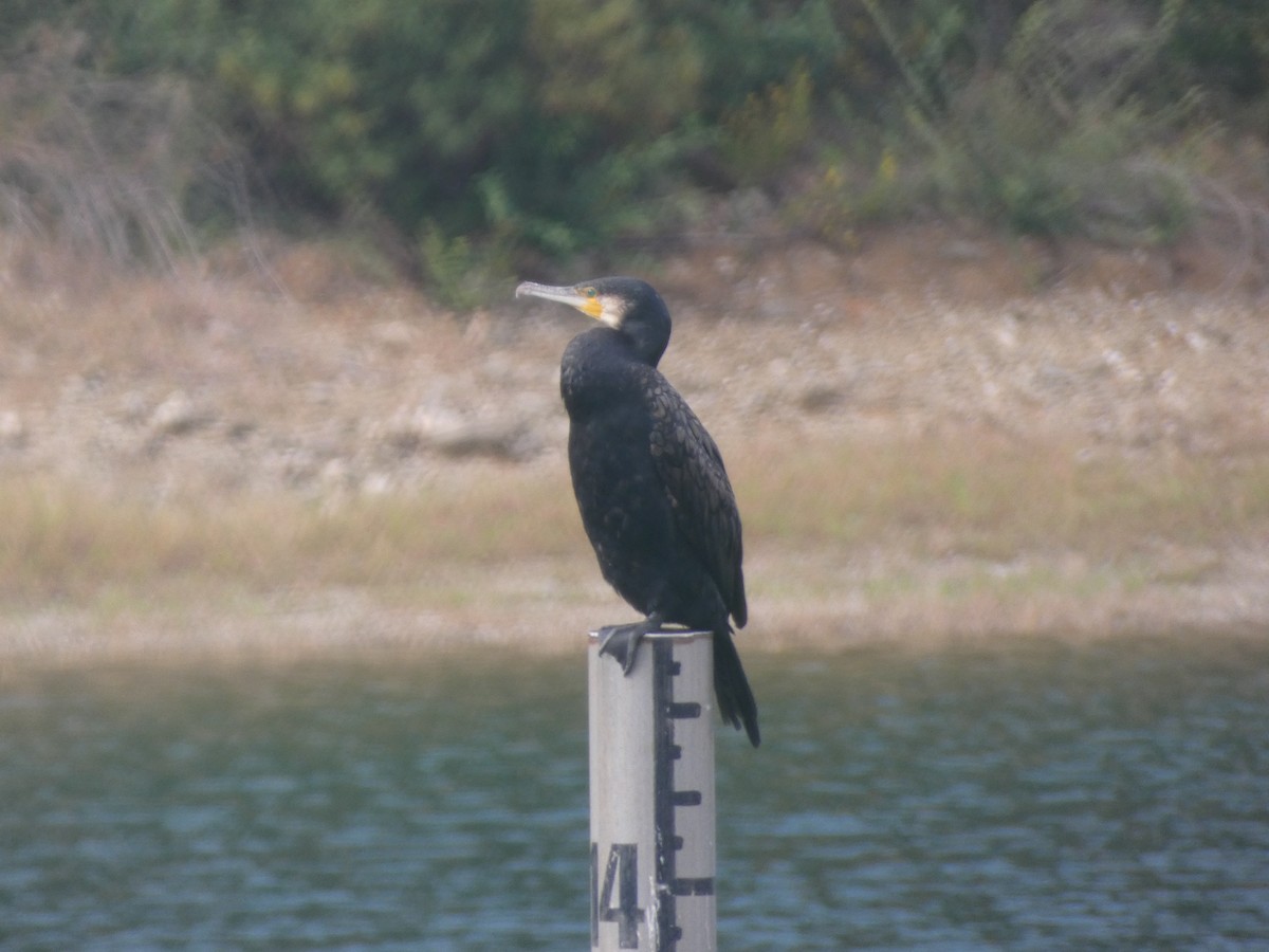Great Cormorant - ML644137098