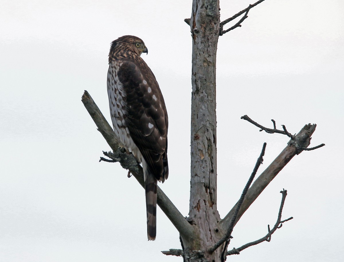 Куперов ястреб - ML644137099