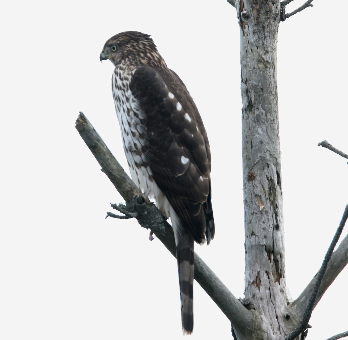 Куперов ястреб - ML644137100