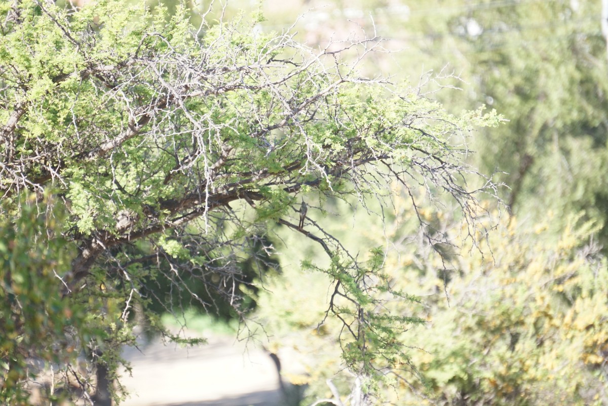 Oasis Hummingbird - ML644137101