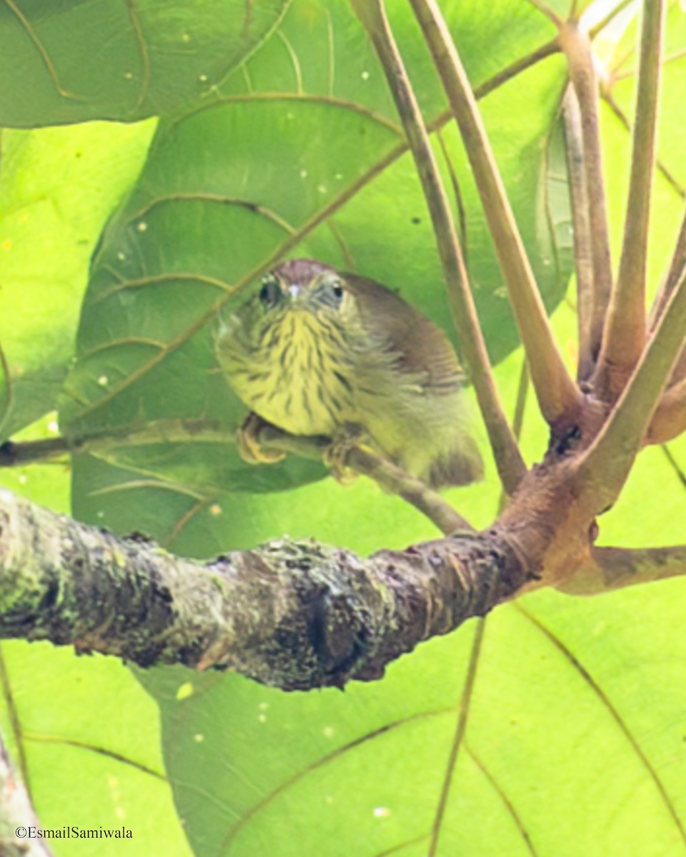 Timalie à gorge striée - ML644137108