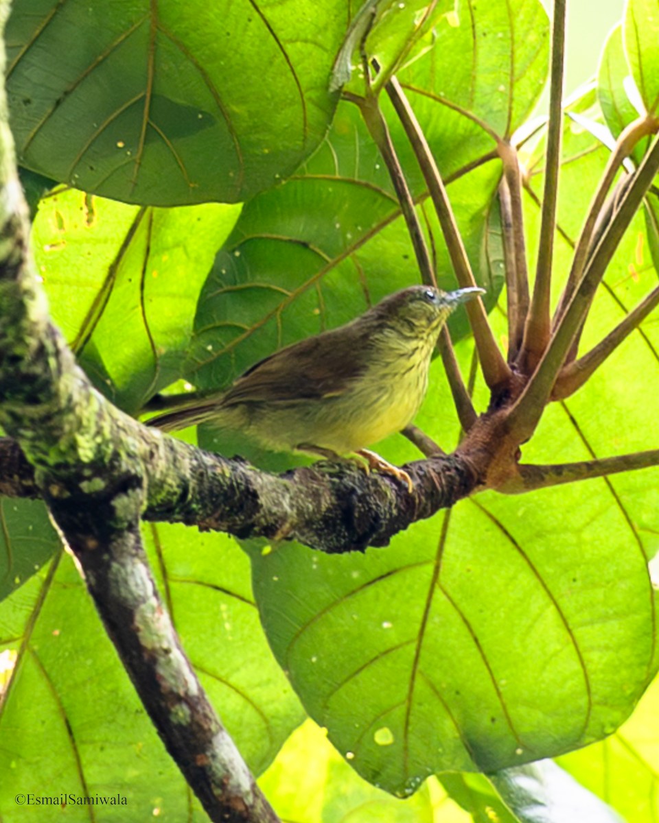 Timalie à gorge striée - ML644137109